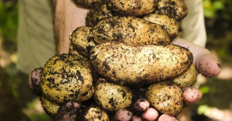 how to grow potatoes in a container