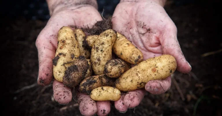 planting potatoes in pots