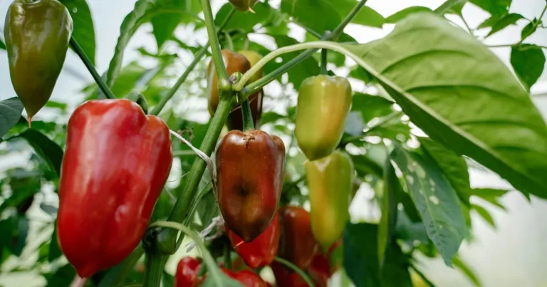 growing bell peppers in pots