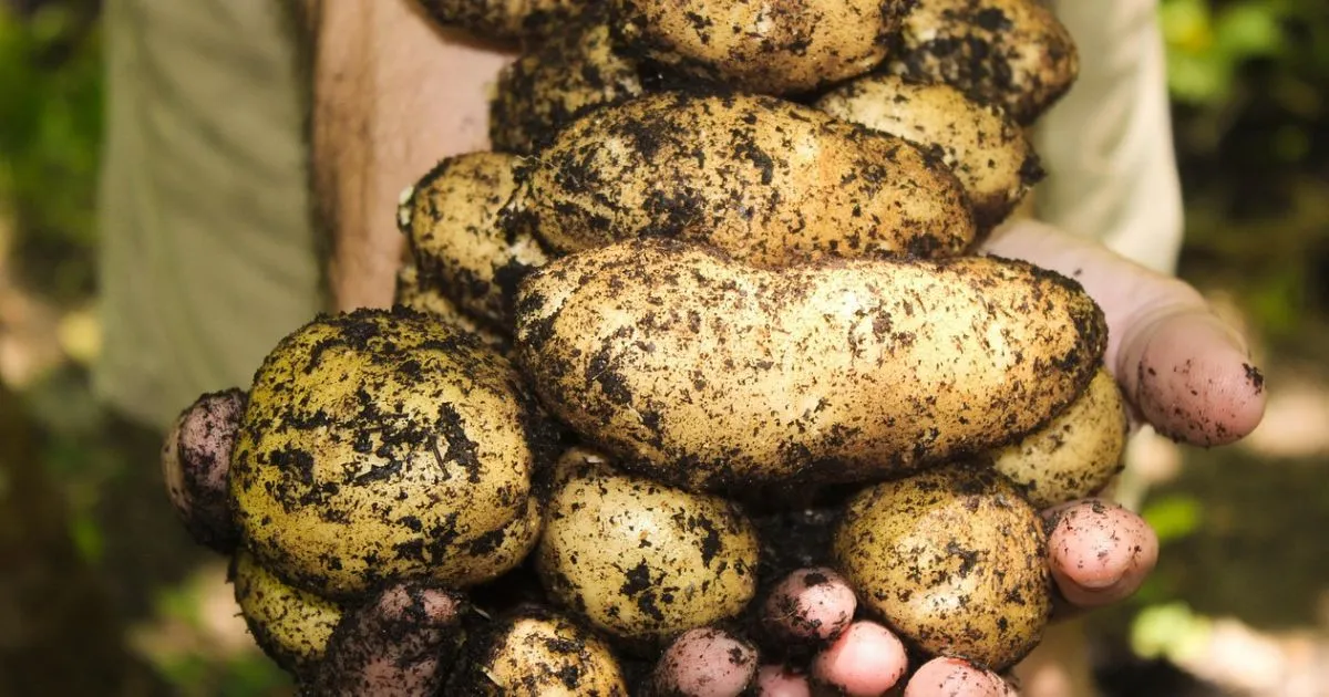 how to grow potatoes in a container