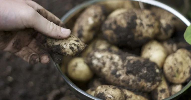 how to grow potatoes in a container