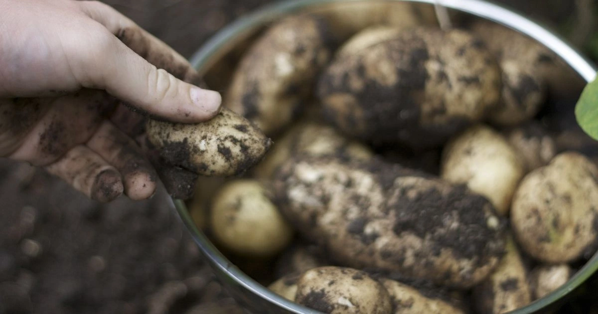 how to grow potatoes in a container