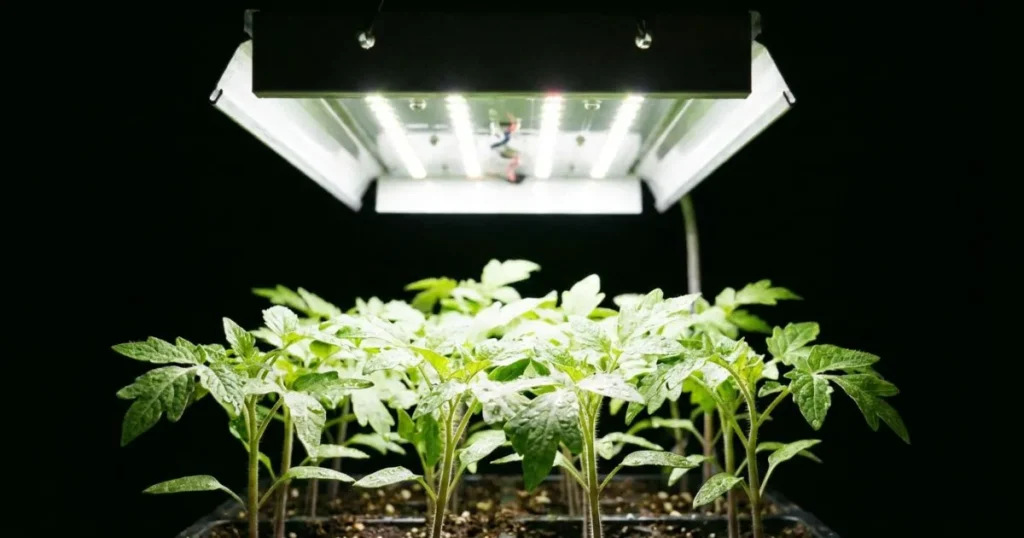 Tomato seedlings growing under a full-spectrum LED light positioned close to the leaves to prevent legginess.