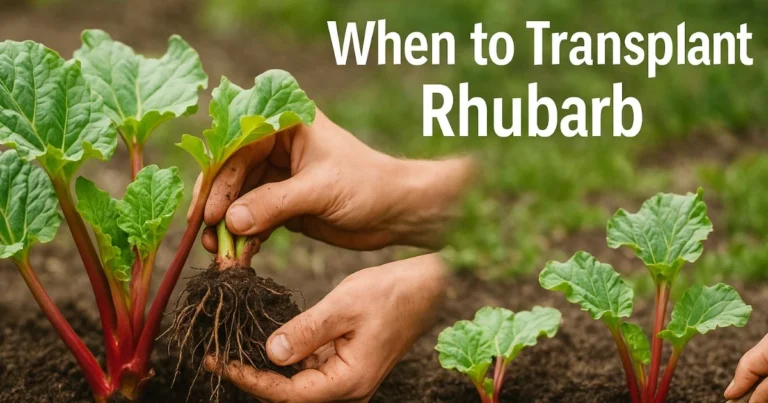 When to Transplant Rhubarb – Step-by-Step Guide