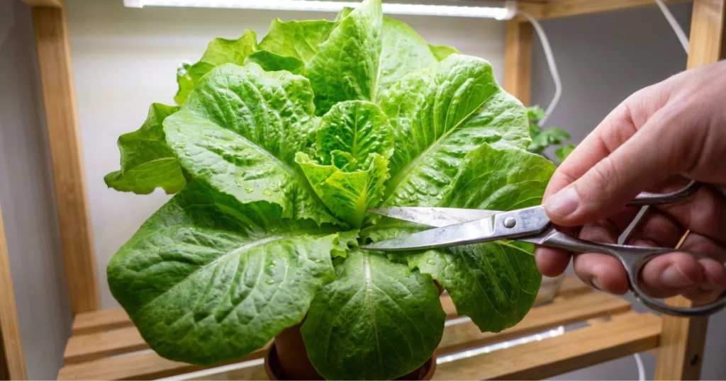 A close-up of a gardener using scissors to snip only the outer leaves of a potted lettuce plant, leaving the central crown intact to demonstrate the cut-and-come-again harvesting method.